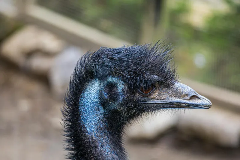 When Australia's Army Got Outsmarted by Birds: The Military's Most Feathered Defeat