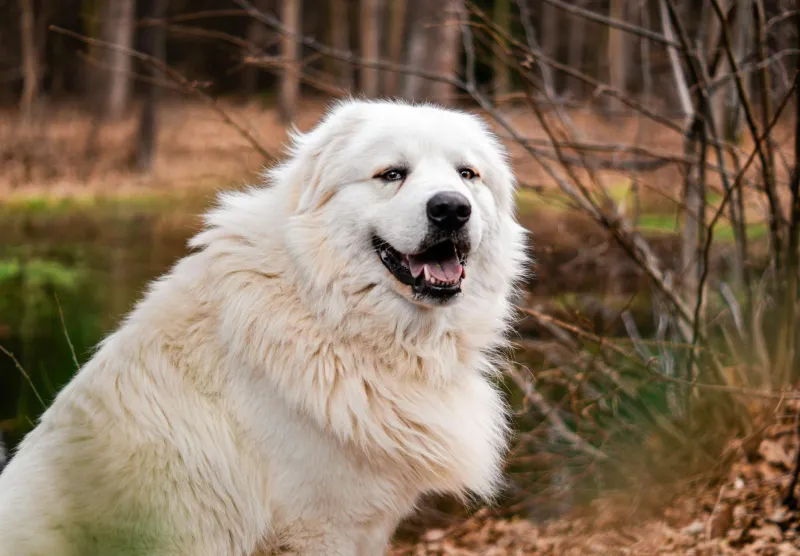 Democracy Goes to the Dogs: How a Great Pyrenees Became America's Most Popular Small-Town Mayor
