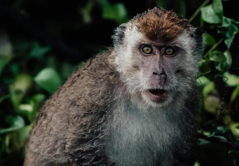 Monkey See, Monkey Sue: The Crested Macaque Who Sparked a Federal Copyright Battle